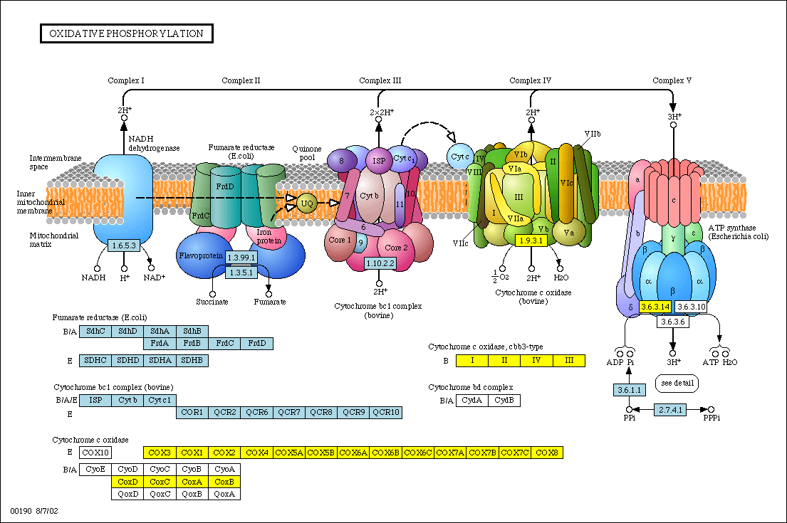 electron transport chain complex 2