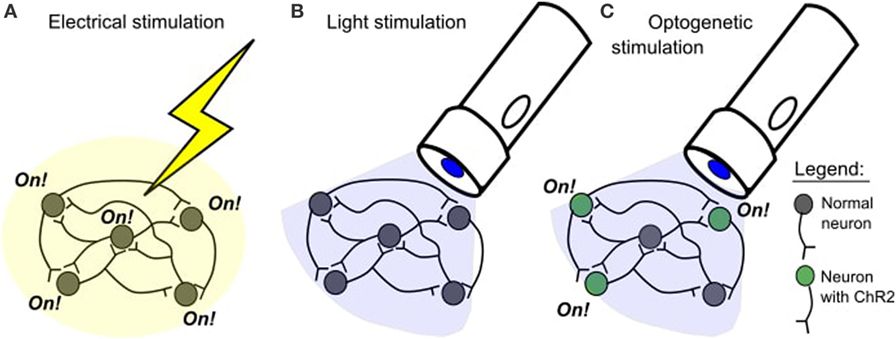 Optogenetics: Light as method for brain cell remote control