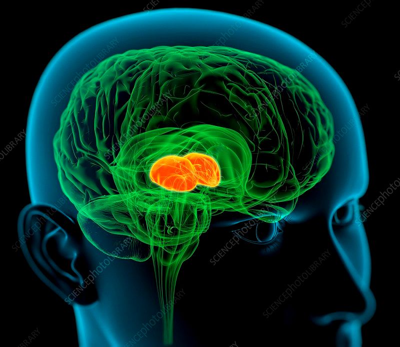 Thalamus - Relay for CNS signal processing