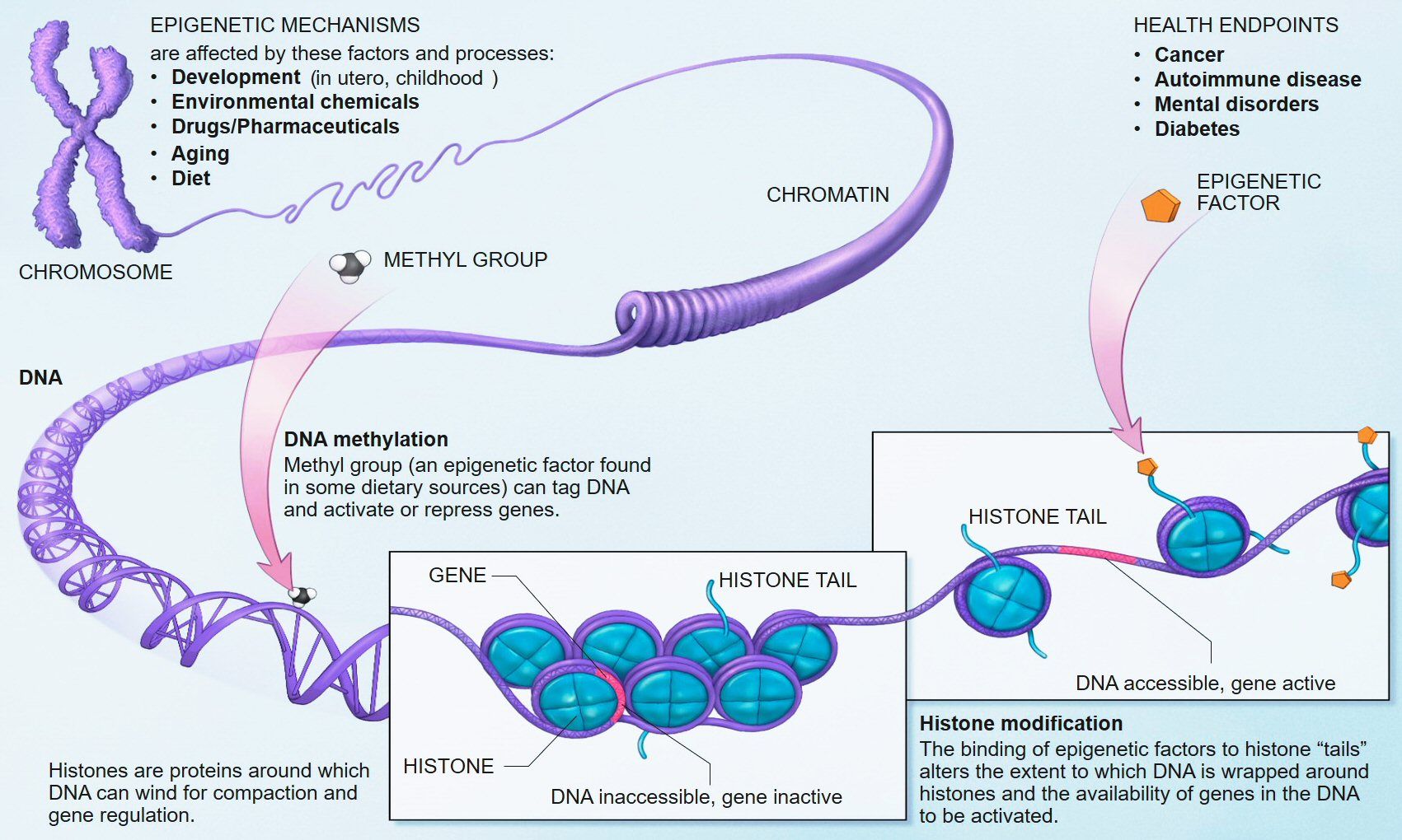 Epigenetics
