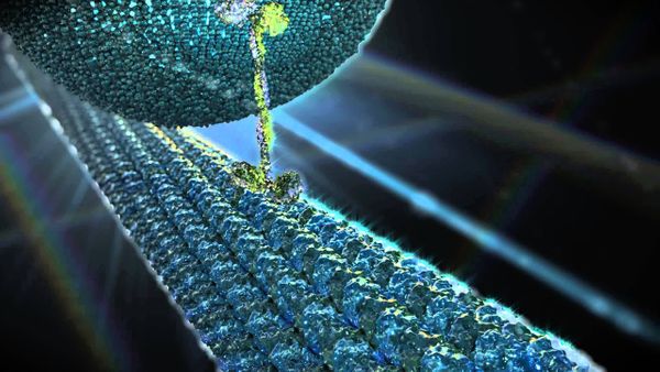 Molecular Nanomachines - Kinesin Motor Protein