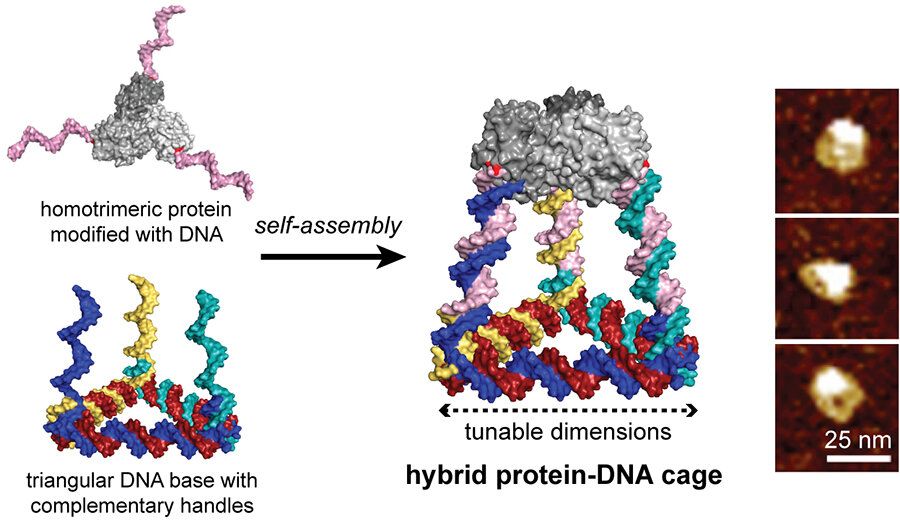 Programmable DNA - Three-dimensional cages