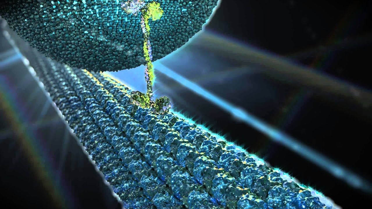 Molecular Nanomachines - Kinesin Motor Protein