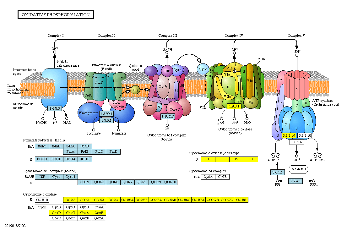 Electron Transport Chain and Energy Production