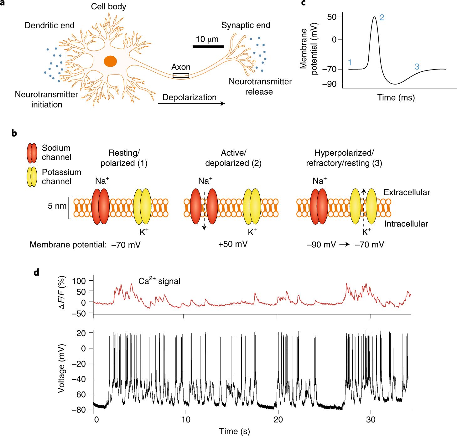 Advanced Review Labelling of neuronal receptors and transporters with quantum dots.