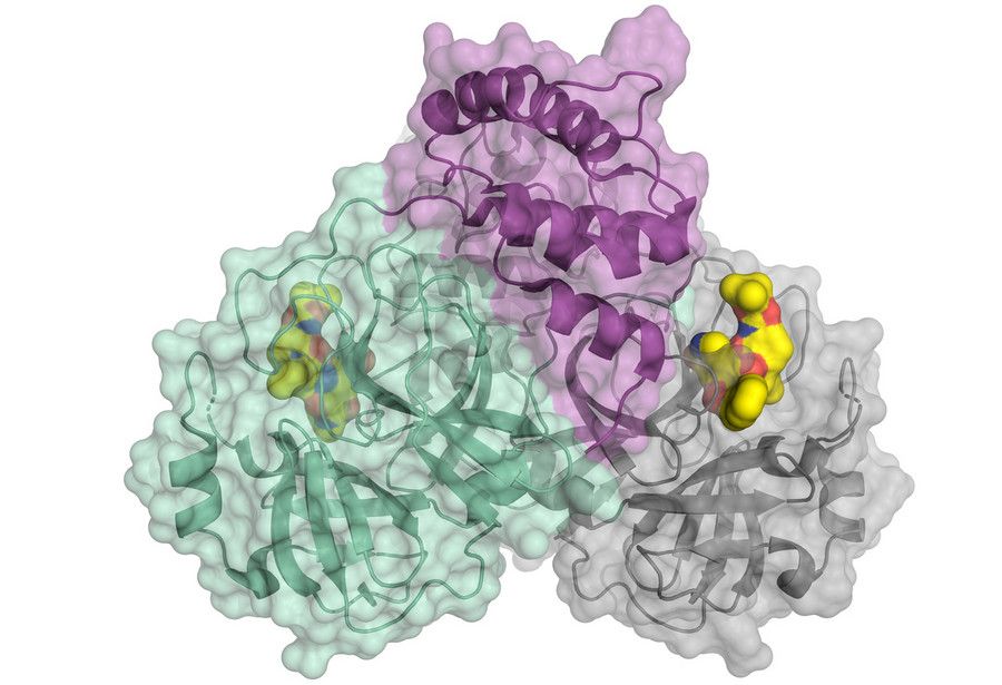 Scientists have decoded the three-dimensional architecture of the main protease of SARS-CoV-2