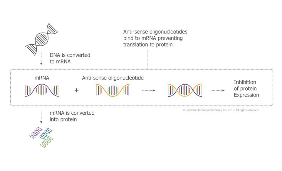 Antisense Oligonucleotides (ASO)