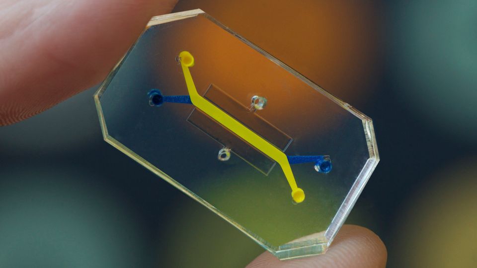 Human Organs-on-Chips