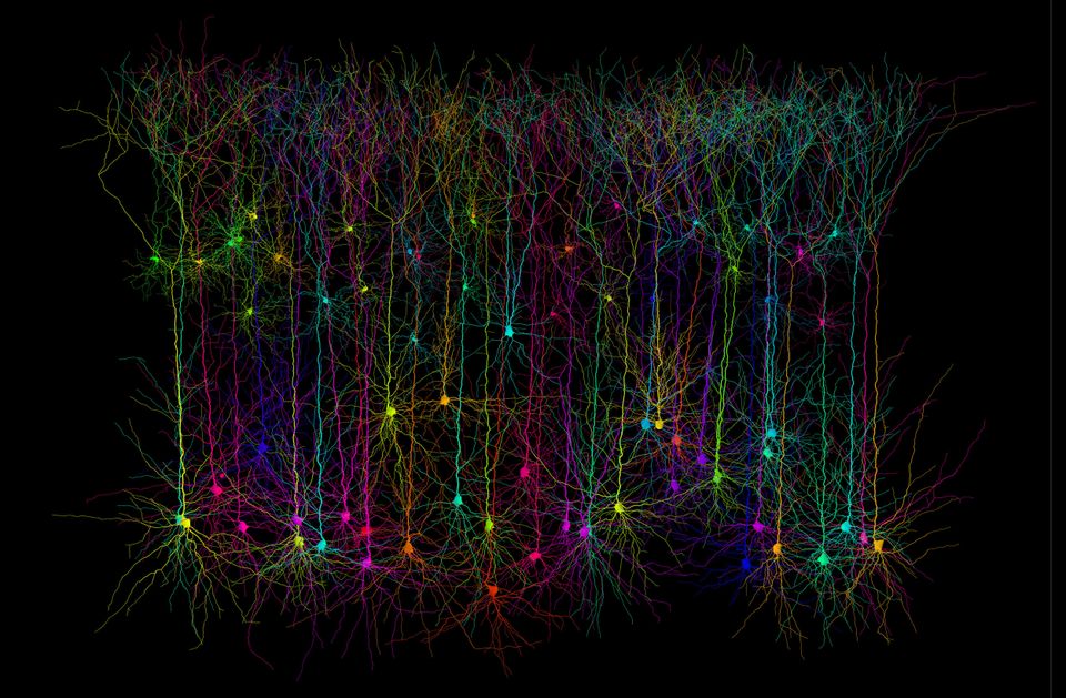 Neuronal Computation: Scientists to watch neurons compute
