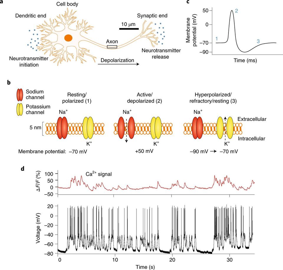 Advanced Review Labelling of neuronal receptors and transporters with quantum dots.